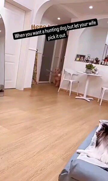 Wholesome: Doggy needs to look like a fairy princess.