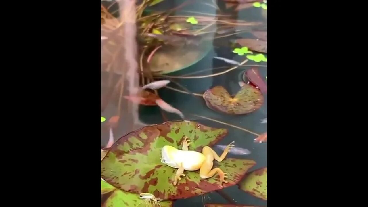 Enjoy