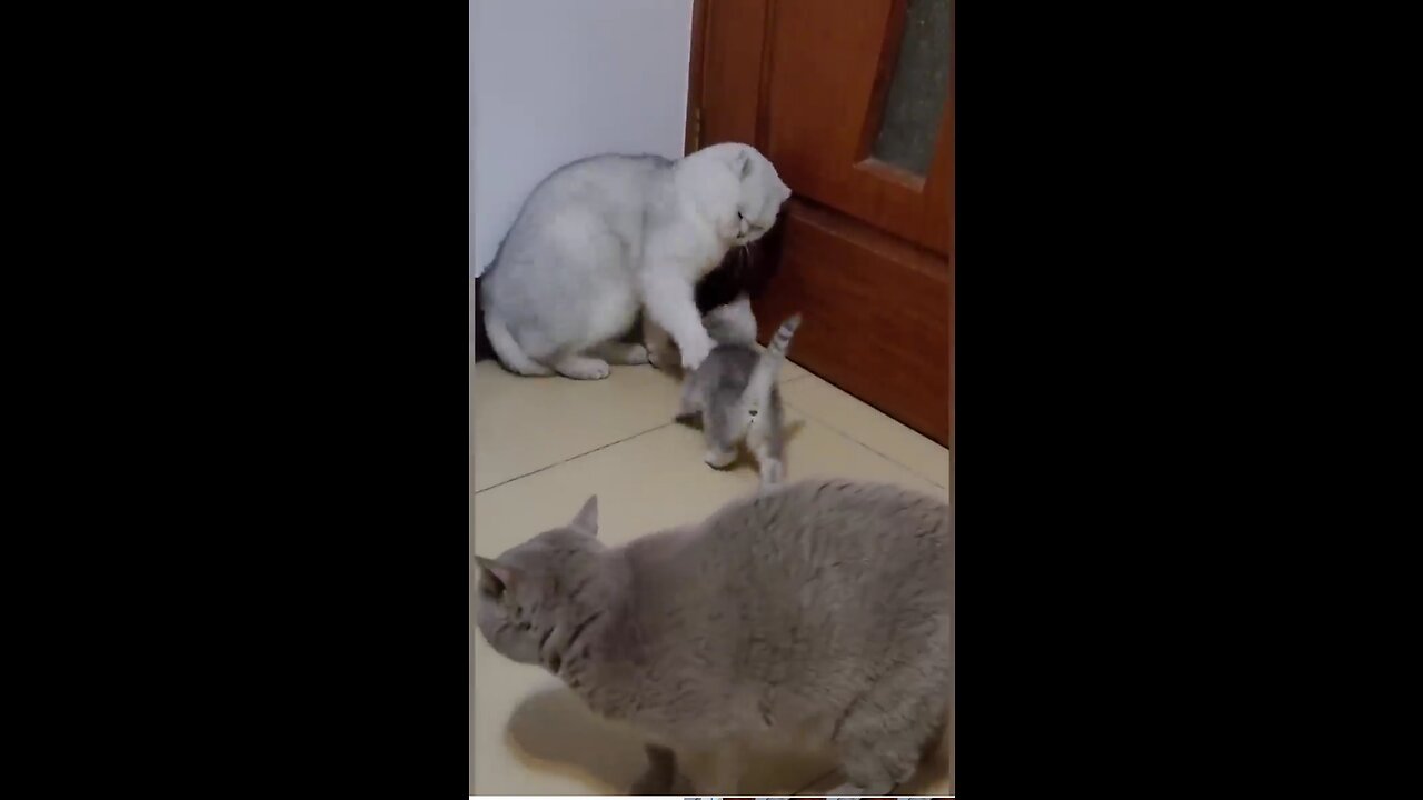 Mama Cat Beats Cute Kitten 😂 #funny #animal