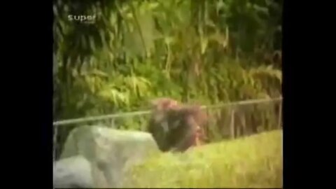 Devious Orangutan Plays a Trick