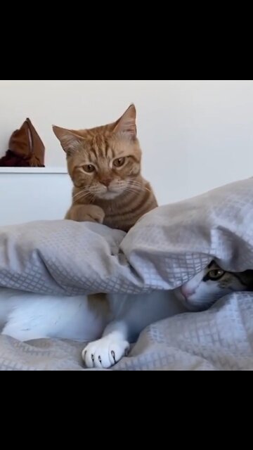 The cat is hiding under the comforter