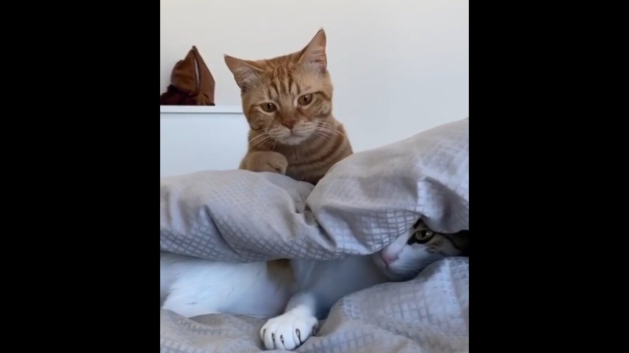 The cat is hiding under the comforter