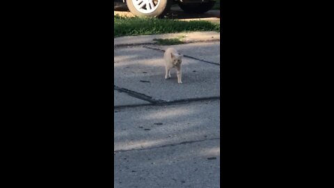 Neighborhood cat says hi