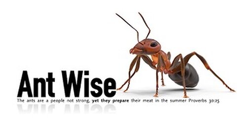 Ant Wise