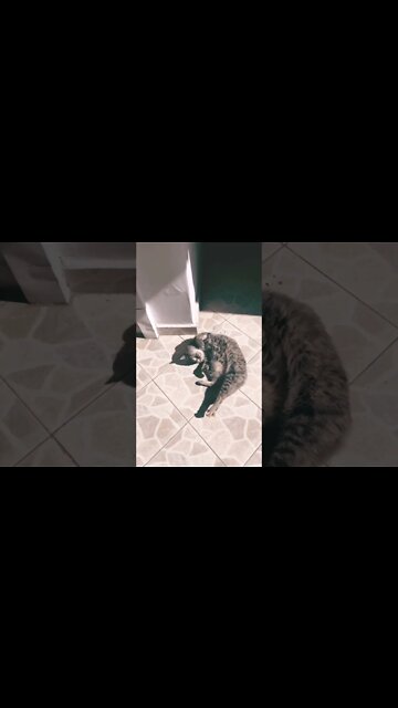 Bom dia da minha gata ! Mundiça!! Kkkk linda amoooo #shorts