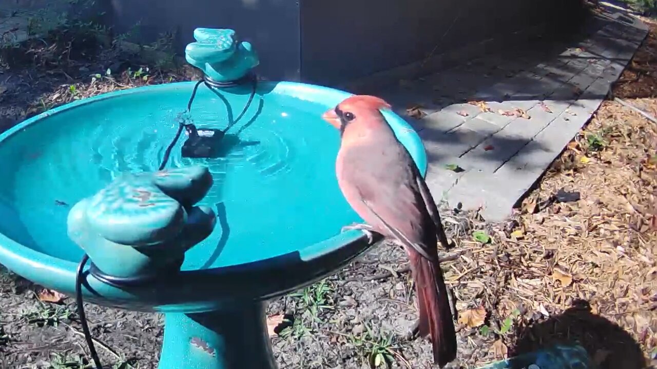 Super rare PINK CARDINAL "bird of good omen" watch til END for suprise lol