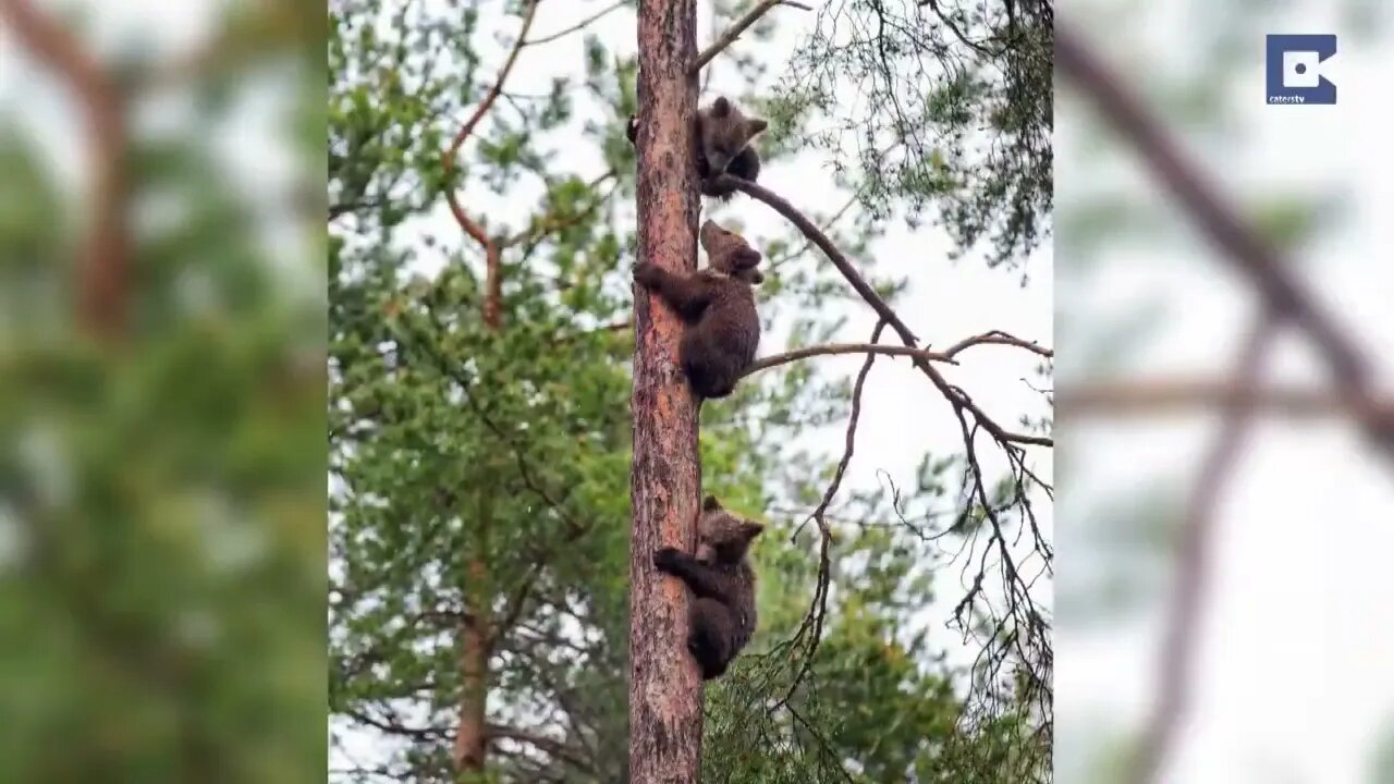 Little bears learn to climb