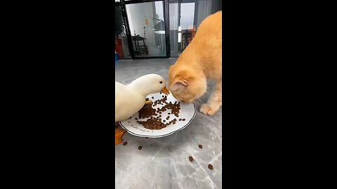 Cat and Duck