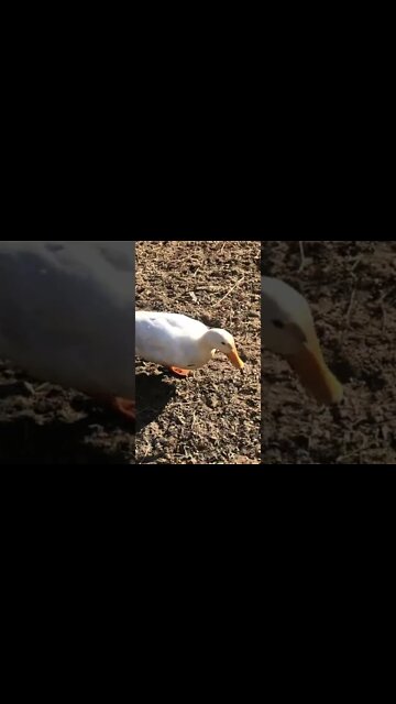 Duckie’s friend is missing 🥲