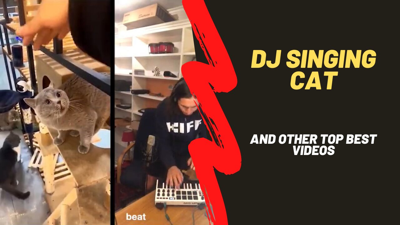 DJ singing cat and other top best videos.