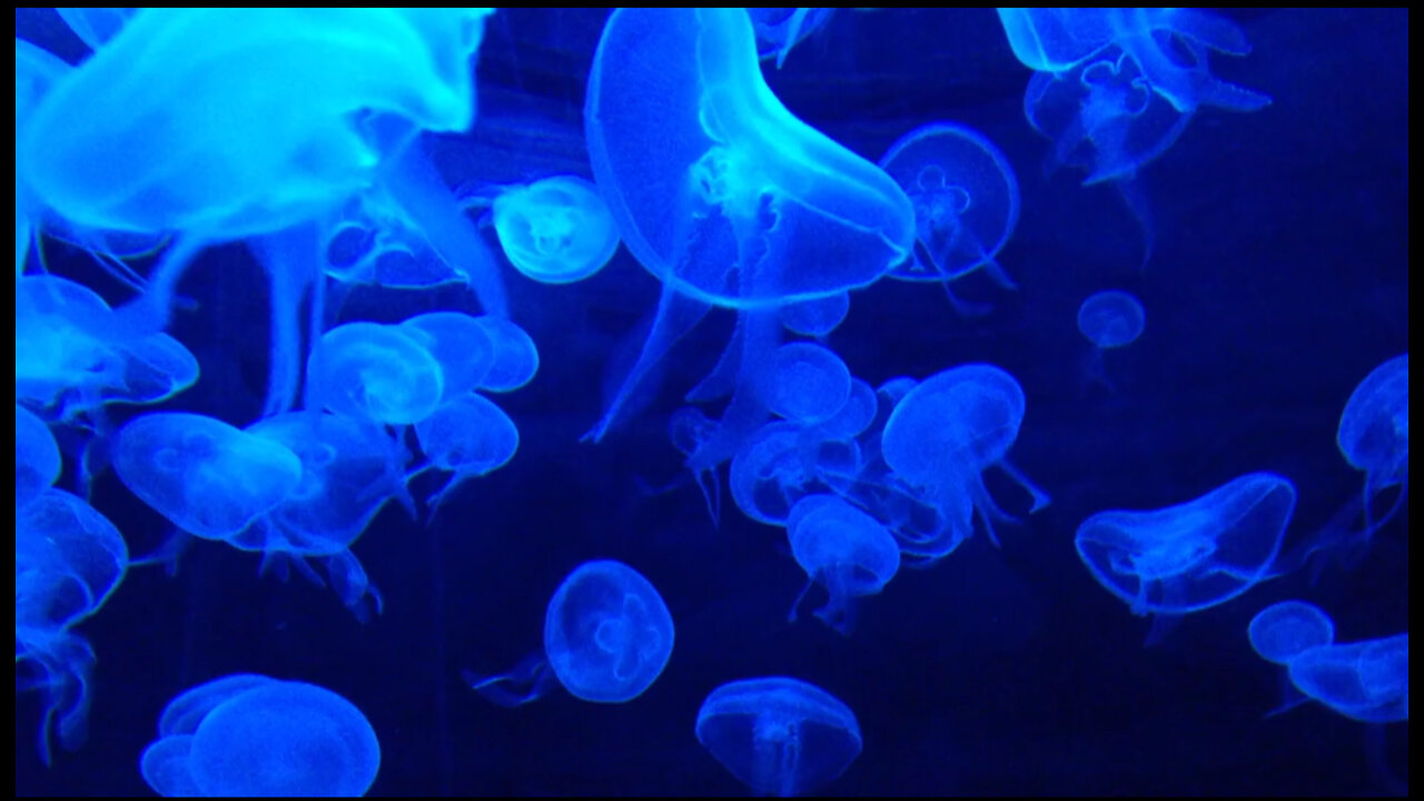 Jellyfish in deep ocean