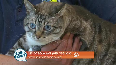 Nashville Humane Association 7/7/17