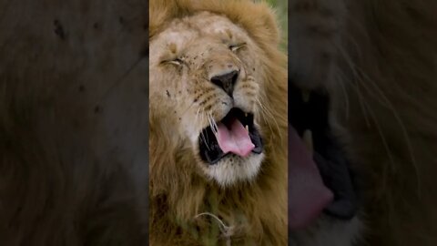 Why Lion Hunt at Night?🤔 #shorts #travel #magicalkenya #safari