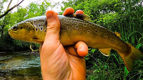 The Thrills and Spills of Trout Fishing