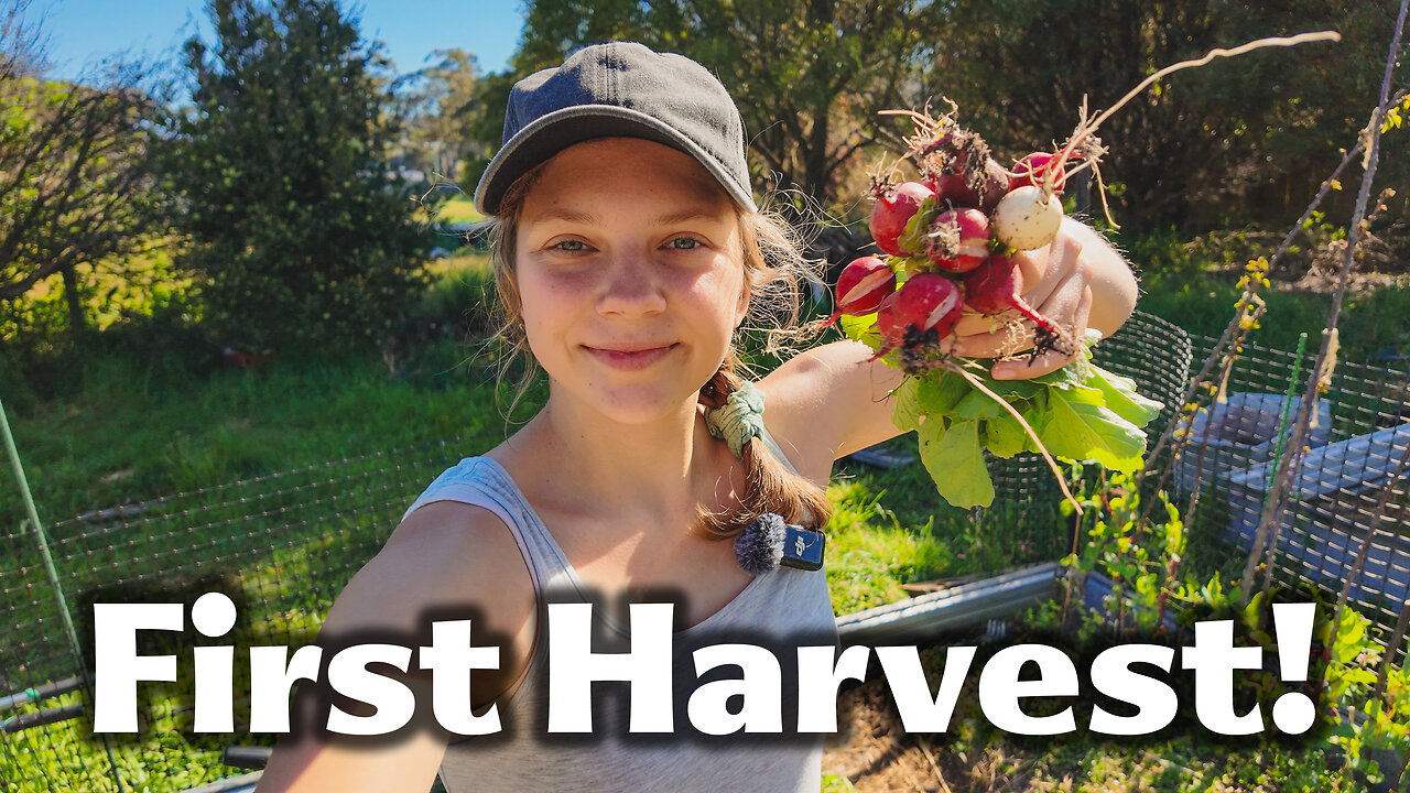 First Harvest From The Homestead in Tasmania!