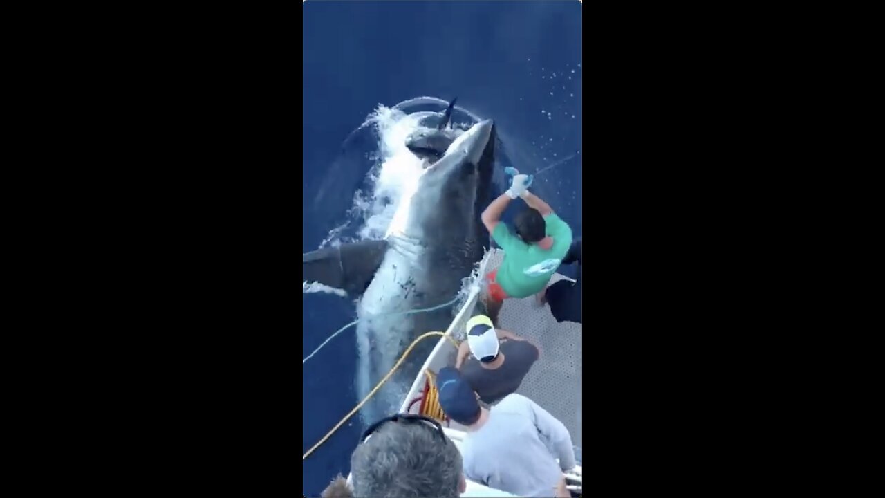 Giant Great White Shark Steals Fisherman’s Tuna😭