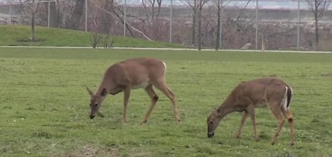 West Seneca community continues to monitor impacts of deer population