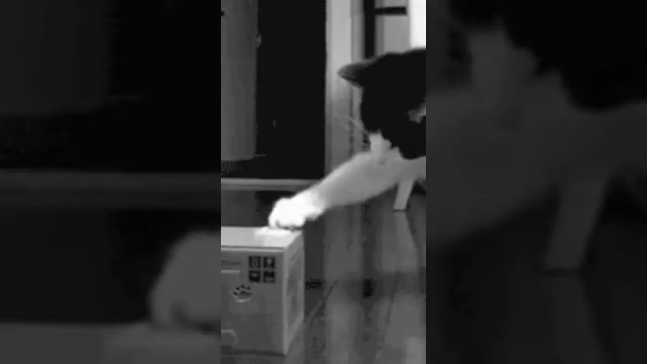 Cat fails | play with toy very cool | Funny cute pets lovers| #Shorts