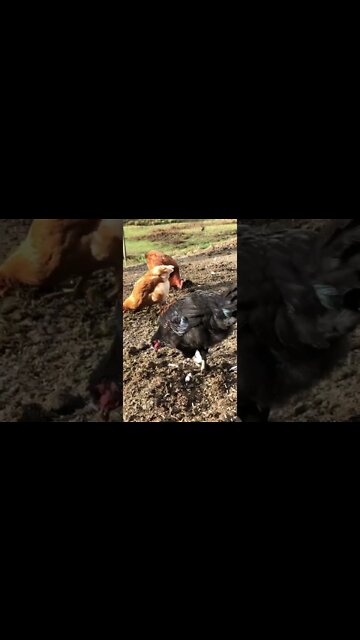 Sweetie 16 weeks old chicken. Wishing he is a she