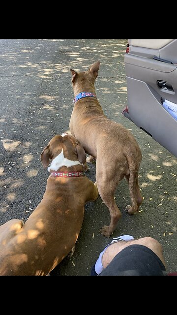 My Squad is ALWAYS Ready, how about yours? lol 🐶💙💖🐶