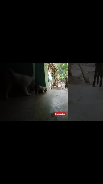 dog barking | barking dog | puppy barking | barking puppy | animal sound | dog sound #shorts