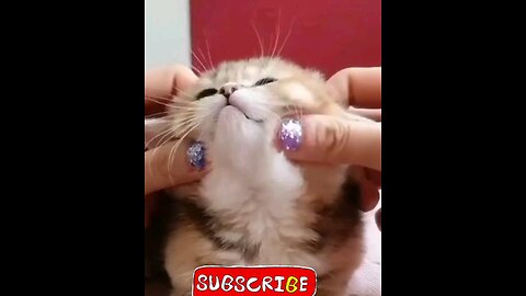 piu piu piu funny cat trending video🤣😻