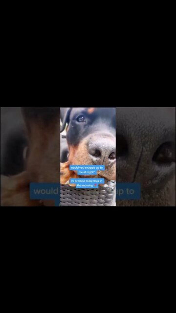 Stay 🌷 or Go 😭 #Shorts #rottweiler #dogs