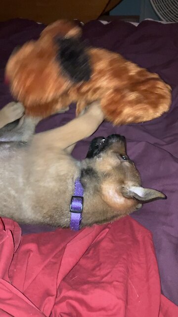 Cute puppy playing with toy