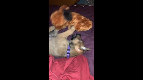 Cute puppy playing with toy