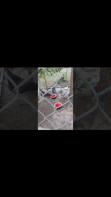 Chickens Eating Watermelon