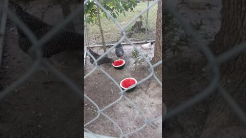 Chickens Eating Watermelon