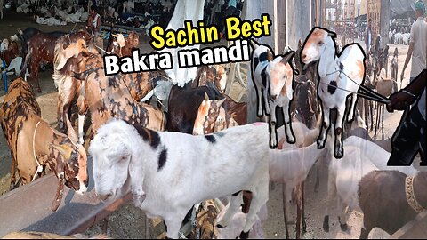 Sachin Bakra Mandi | Best Price 2024 | Desi To All Type | MohammadFaizanShaikhMFS