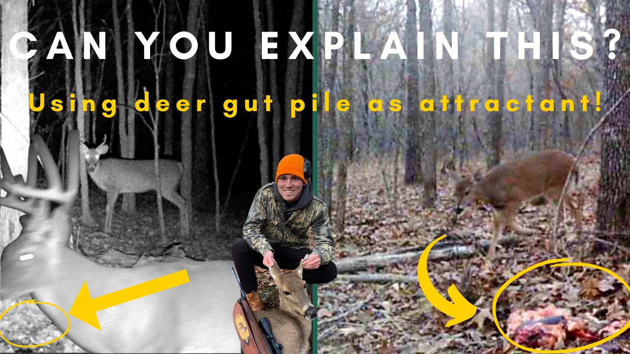 Help me hunters! Can gut pile be used as deer attractant? Experiment with surprising results!