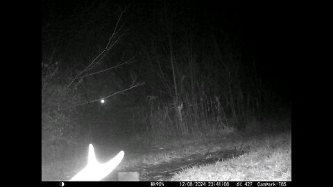 Buck Deer Cam 12-08-2024