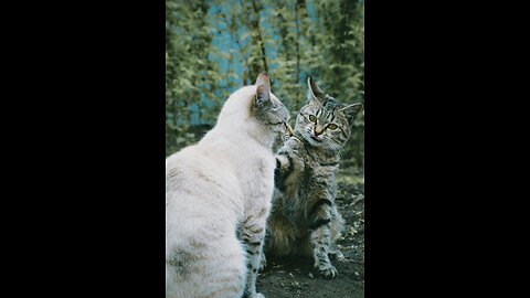 Funny Animal Videos 🤣 Funniest Cats and Dogs Videos 2024 😹🐶#animals #cats #dog #dogsvideos