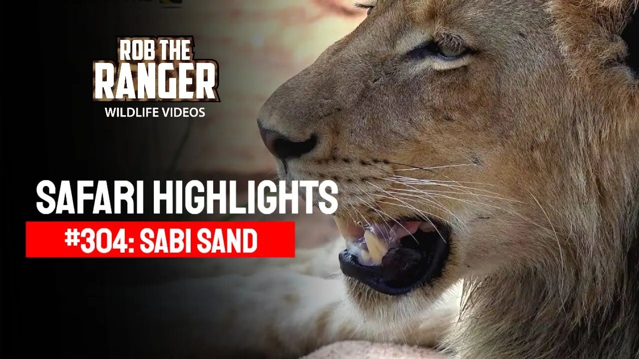 Safari Highlights #304: 06 - 09 November 2014 | Sabi Sand Nature Reserve | Latest Wildlife Sightings