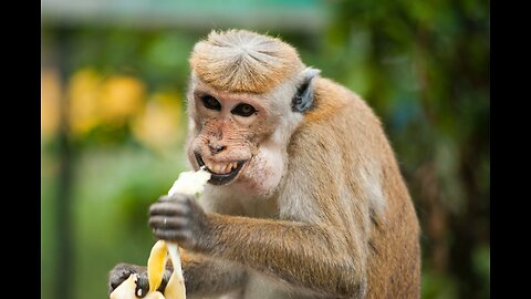 Funny Animals Videos Compilation 2023 | Try not to laugh 😂