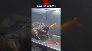 😱😱😱 o que é isso que saiu de dentro da tartaruga?