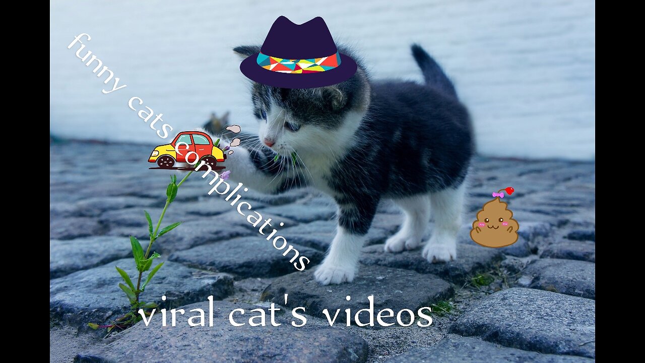 Viral videos of funny cat's and funny animals videos