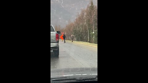 Dead Bear Surprise in Traffic
