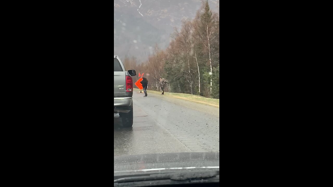 Dead Bear Surprise in Traffic