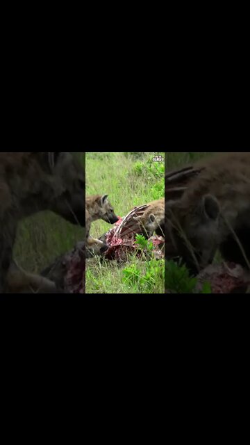 Hyenas Clean A Buffalo's Bones | Saturday #shorts