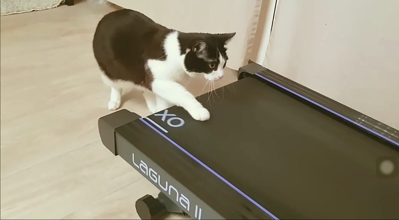Funny Cats PlayTreadmils
