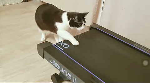 Funny Cats PlayTreadmils