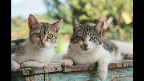 Animals Pets. Pet fun