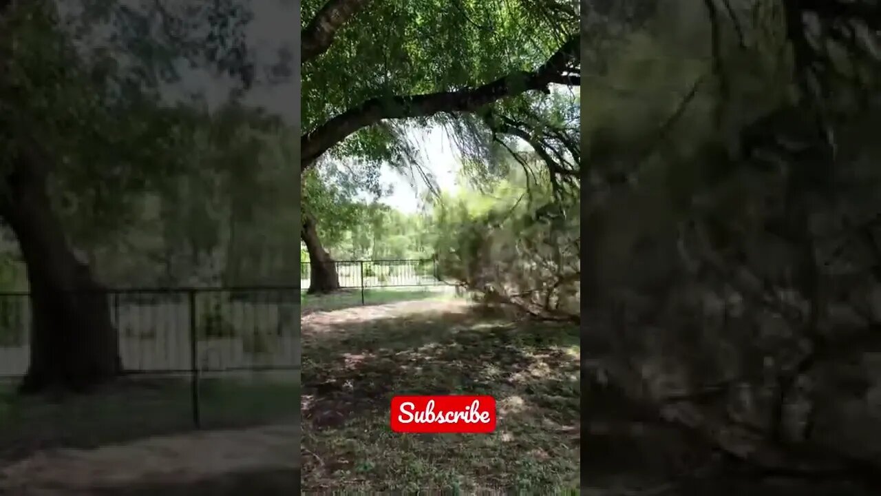 Redneck Branch Removal, She Said I Almost Trashed the Fence! #shorts #viral