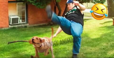 Best #funny cats and dogs videos