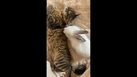 Funniest Animals _ Cute and Funny Cat Videos compilation #shorts #15