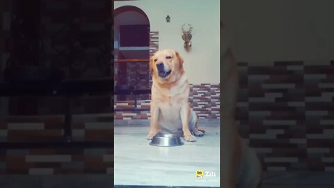 🤣Bhabhi 👨‍🚒Chumma De Do- 🐶 Dog Funny video, || dog tiktok || dog instagram ||dog training