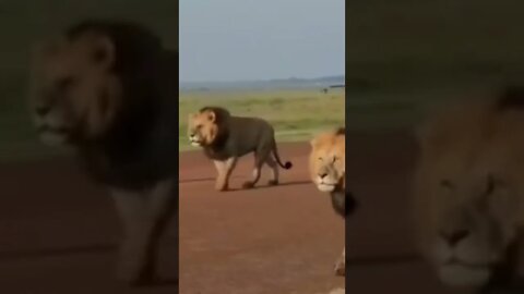 أسود تحالف بيلا شاكا